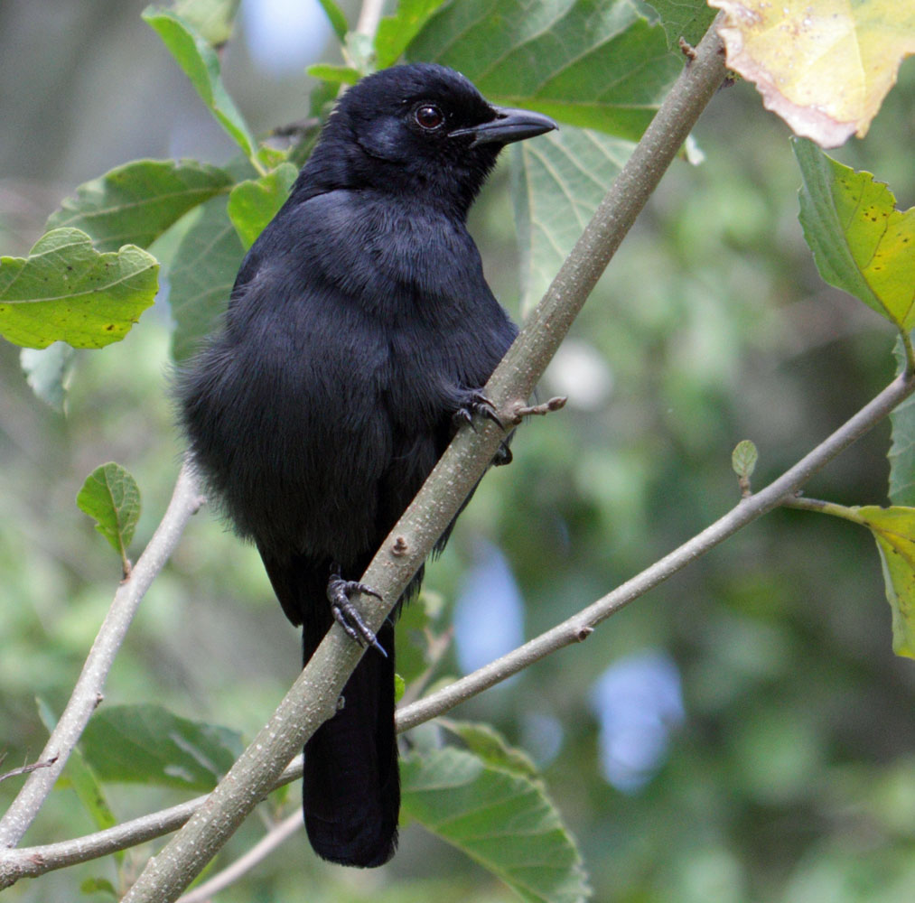 Black Cuckoo (Cuculus clamosus) by Sergei Golyshev . | Cuckoo, Bird ...