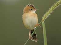 Birds of The World: Malagasy Warblers (Bernieridae); Apalis, Cisticolas ...