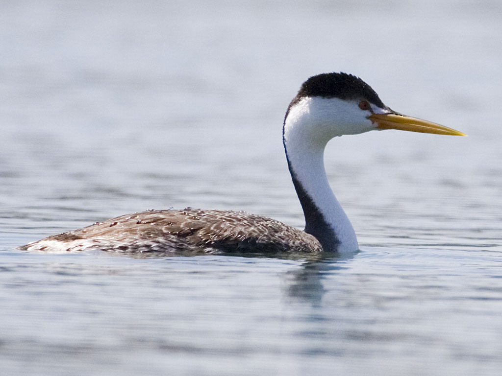 Birds of The World: Grebes (Podicipedidae)