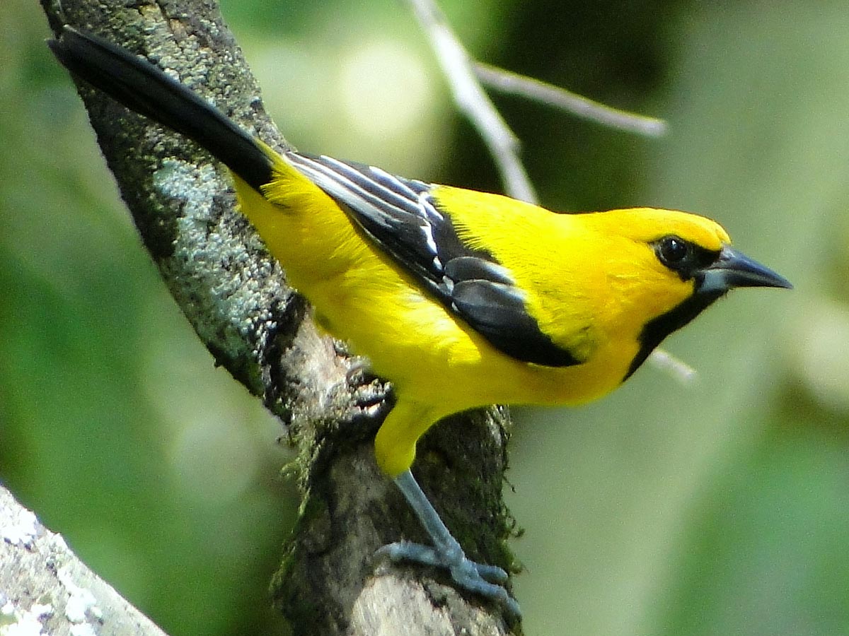 Icterus nigrogularis