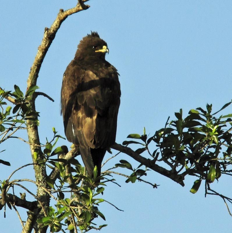 Birds of The World: Eagles (Accipitridae)