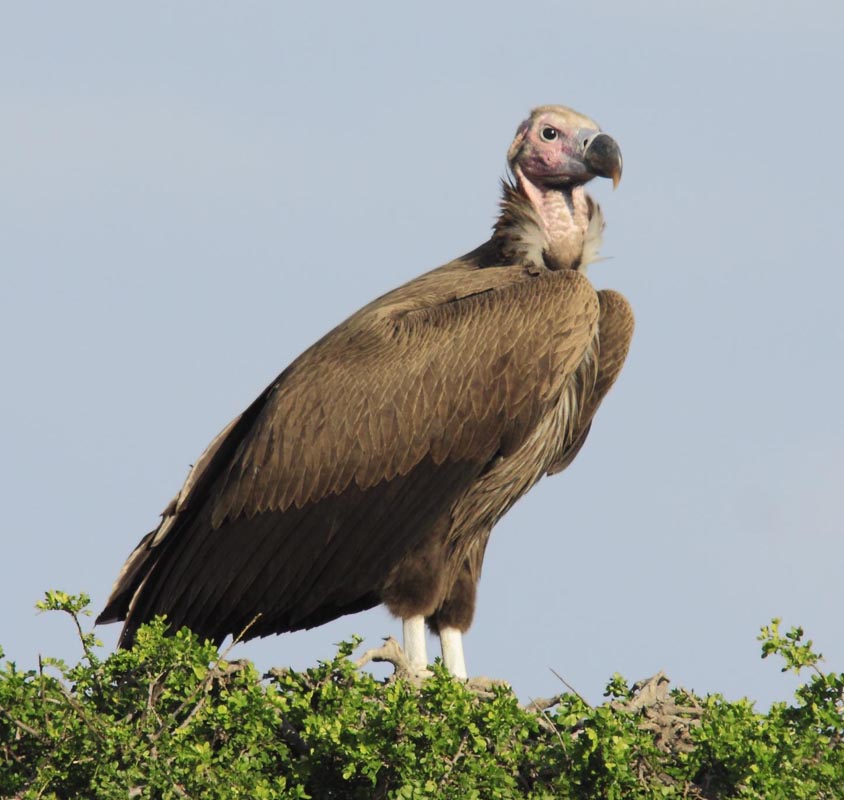 Birds of The World: Old World Vultures (Accipitridae)