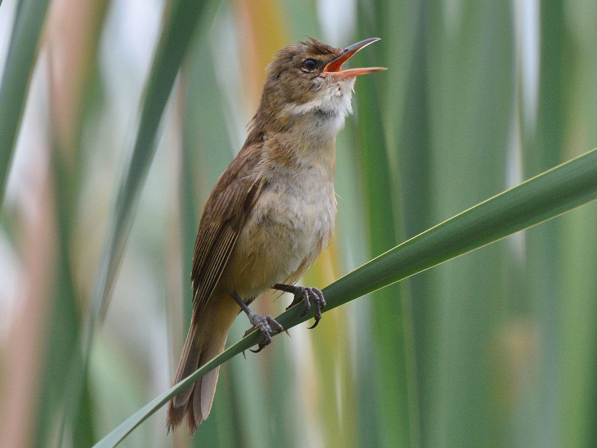 Birds of The World: Reed Warblers (Acrocephalidae)