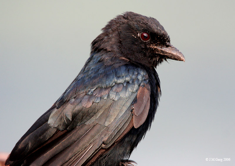 Corvus Leucophaeus