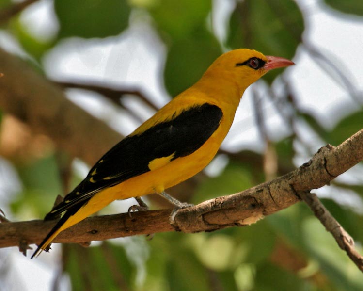 Old World: Oriole, Figbirds (Oriolidae)