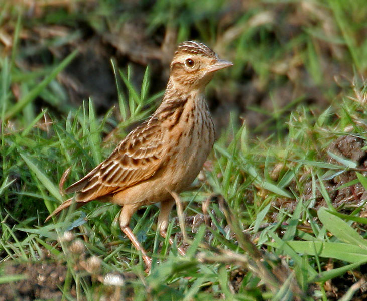 Birds of The World: LARKS (Alaudidae)