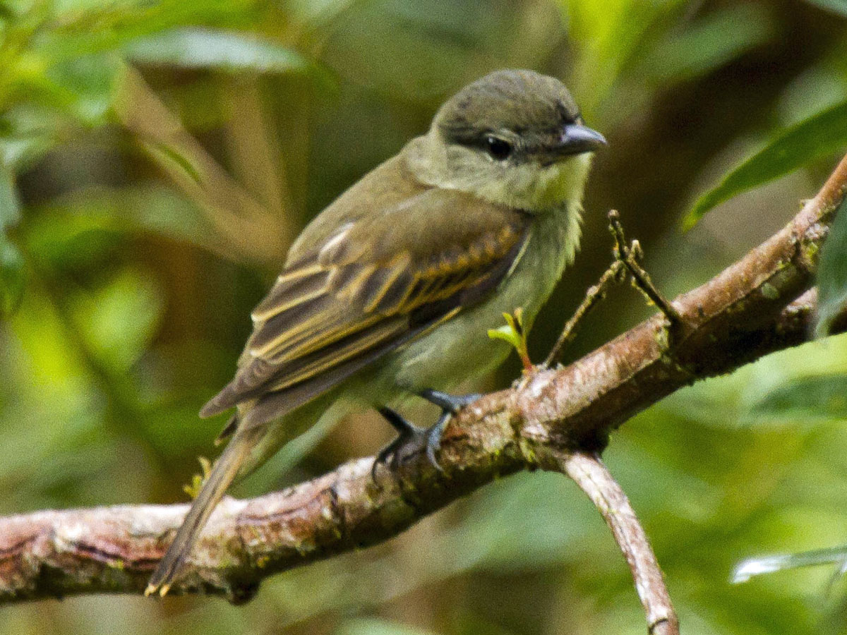 Birds of The World: Family Tityridae