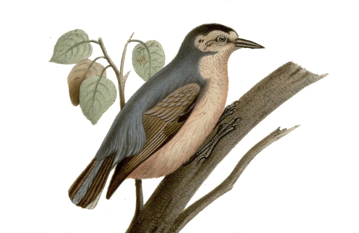 Birds of The World: Nuthatches (Sittidae); Treecreepers (Certhiidae)