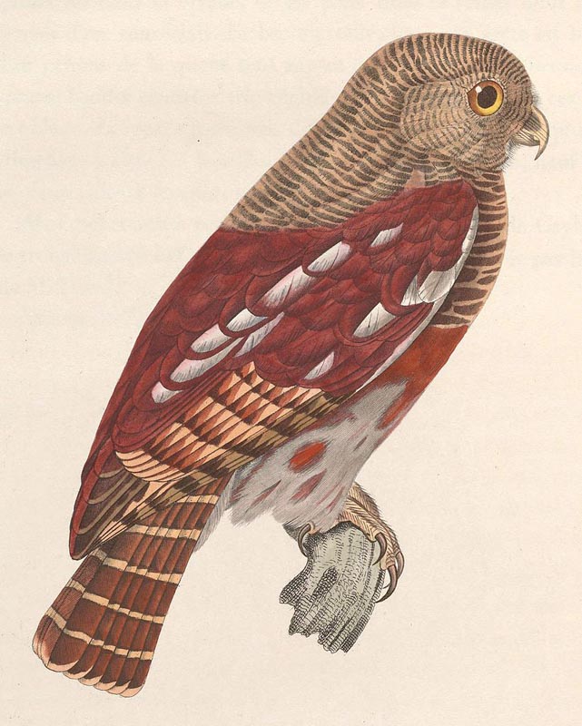 Birds of The World: Pygmy Owls (Strigidae)