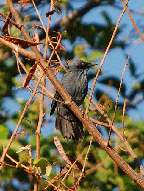 Birds of The World: Mockingbirds and Allies (Mimidae)