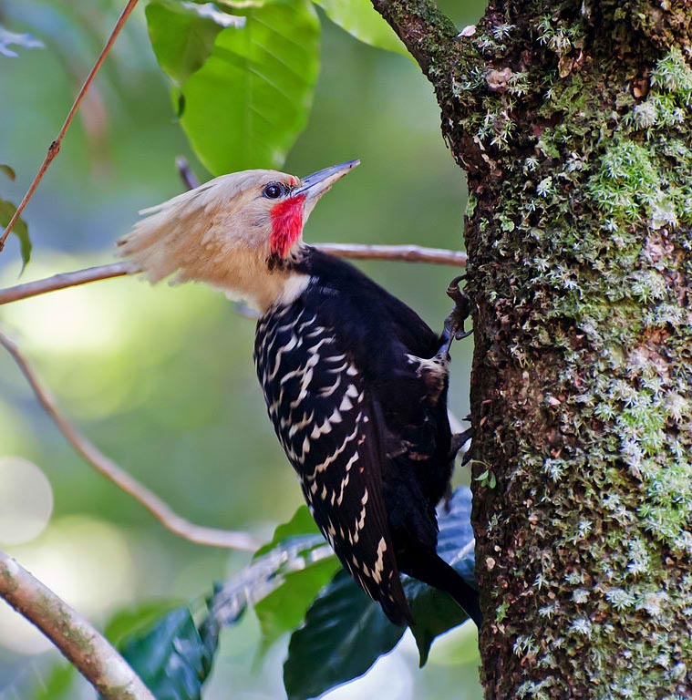 Birds of The World: Woodpeckers (Picidae)