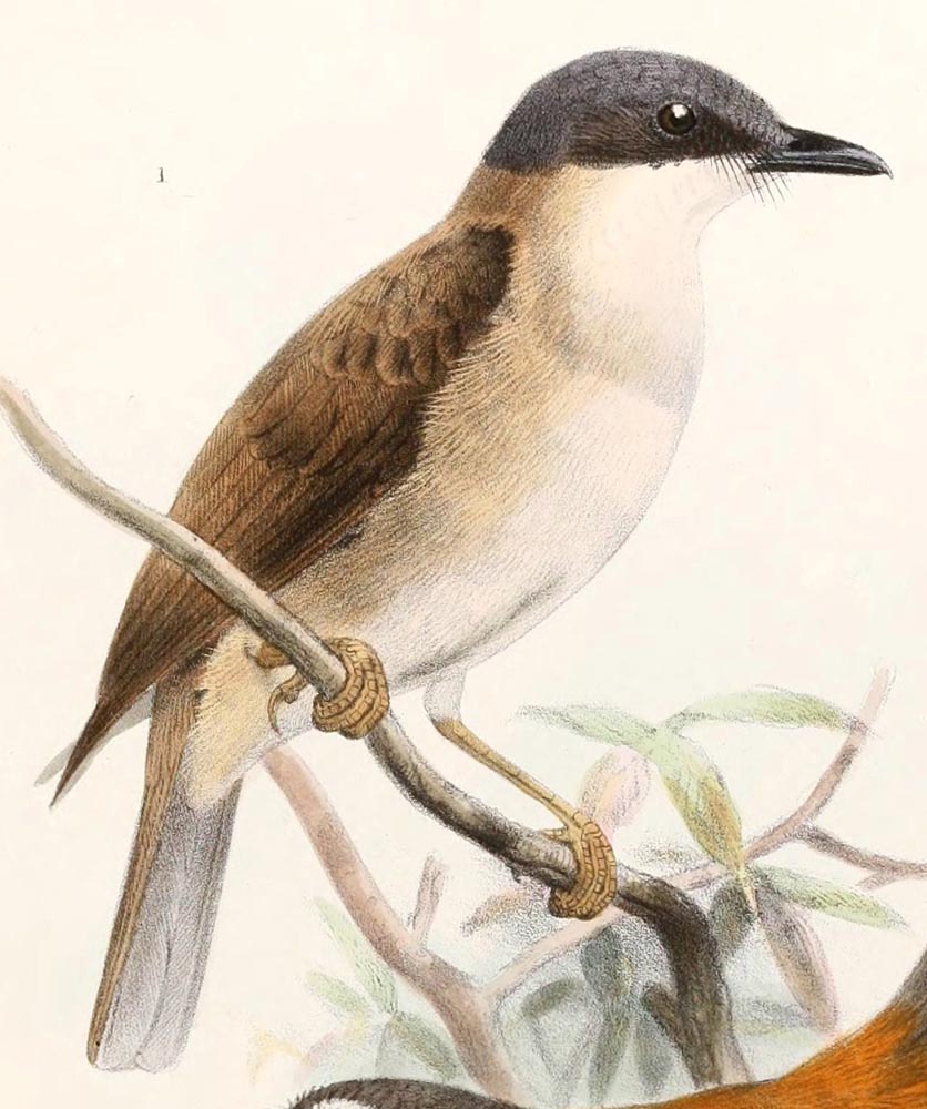Birds of The World: Whistlers (Pachycephalidae)