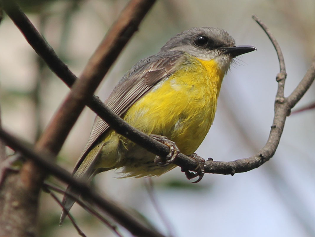 Birds of The World: Australasain Robins (Petroicidae)