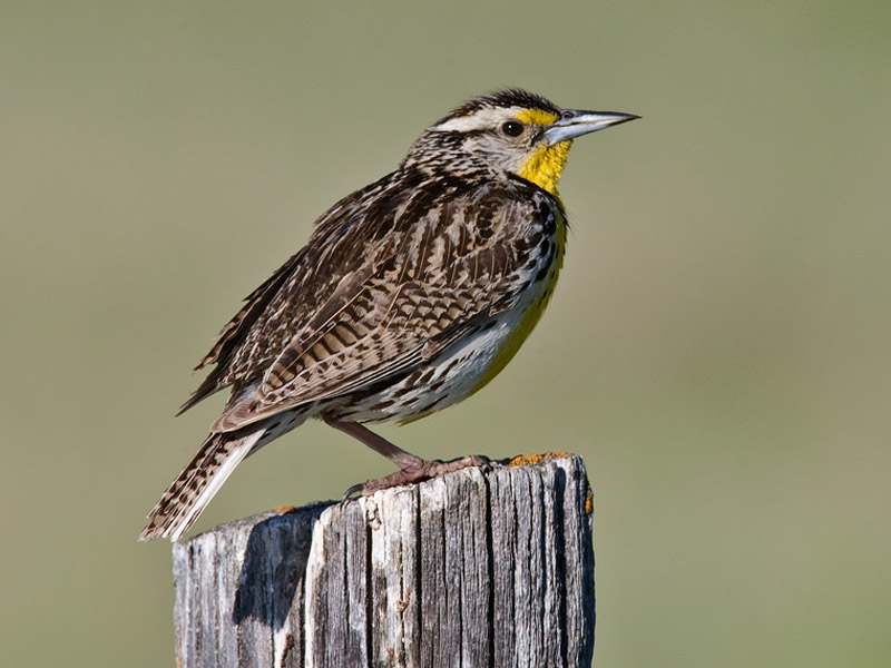 Birds of The World: Meadowlarks (Icteridae)