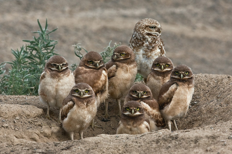 Birds of The World: Pygmy Owls (Strigidae)