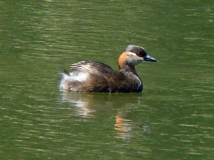 Alaotra Grebe Bird