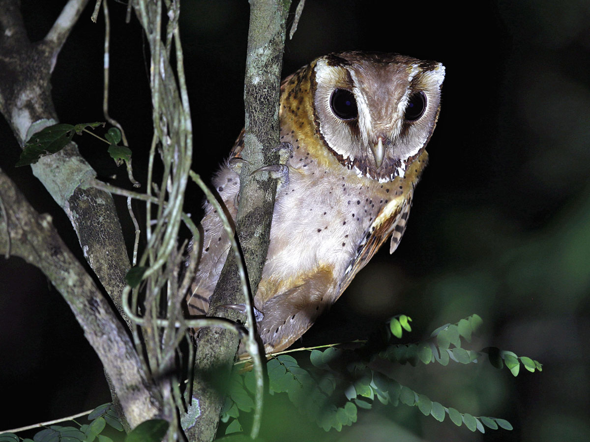 Birds Of The World Barn Owls Tytonidae